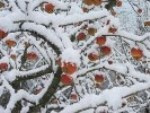 Winter Dreams